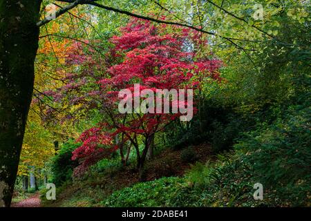 Un acer rosso si distingue in autunno tra gli altri alberi Foto Stock