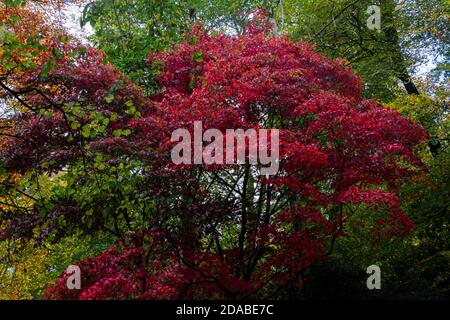 Un acer rosso si distingue in autunno tra gli altri alberi Foto Stock