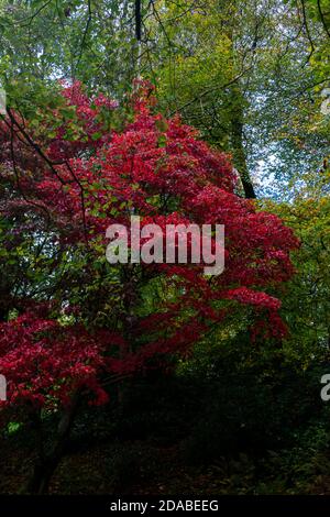 Un acer rosso si distingue in autunno tra gli altri alberi Foto Stock