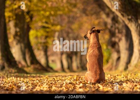 Brown cane è seduto nella foresta di autunno e mostra il suo retro. Malinois Ridgeback rhodesiano hybrid Foto Stock