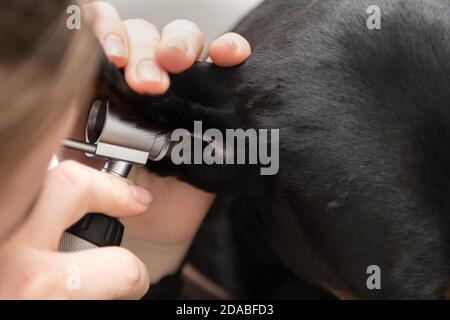 Veterinario esamina l orecchio del cane con un otoscopio Foto Stock