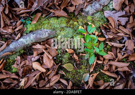 Seghe di alloro di montagna (Kalmia latifolia) germogliare da un cerotto di muschio e lichene accanto a. La radice di un faggio americano (Fagus grandifolia) tre Foto Stock