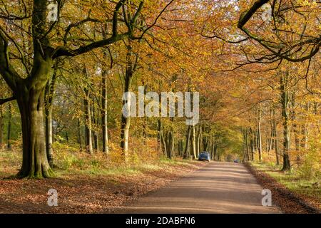 Viale di faggi con colore autunnale nella foresta di Savernake Wiltshire Inghilterra Foto Stock