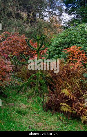 Un piccolo albero di puzzle scimmia (Araucaria araucana) Foto Stock