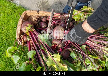 Primo piano di uomo persona rifilatura di barbabietola appena scavata ortaggi vegetali pianta in autunno Inghilterra Regno Unito GB Gran Bretagna Foto Stock