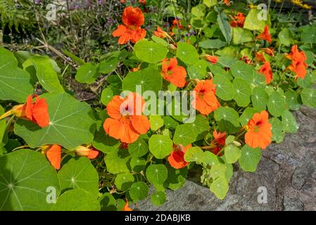 Primo piano di Tropaeolum majus arancio Nasturzio fiori Nasturtiums fiore in giardino estivo Inghilterra Regno Unito GB Gran Bretagna Foto Stock