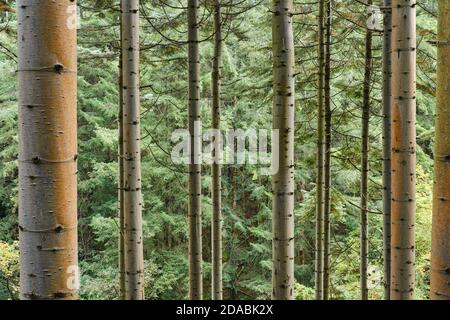 tronchi ad albero verticali in una foresta densa Foto Stock