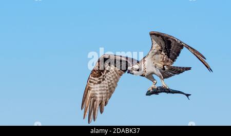 Un falco pescatore con un pesce appena pescato Foto Stock