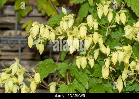 Clematis rehderiana, primo piano insolito ritratto naturale della pianta fiorente Foto Stock