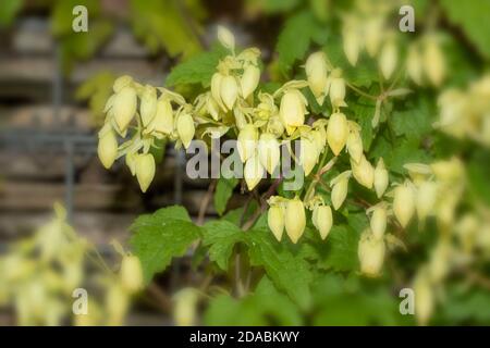 Clematis rehderiana, primo piano insolito ritratto naturale della pianta fiorente Foto Stock