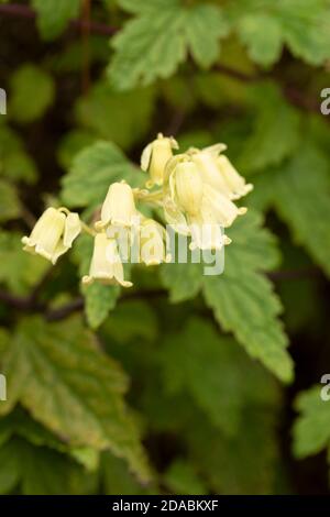 Clematis rehderiana, primo piano insolito ritratto naturale della pianta fiorente Foto Stock