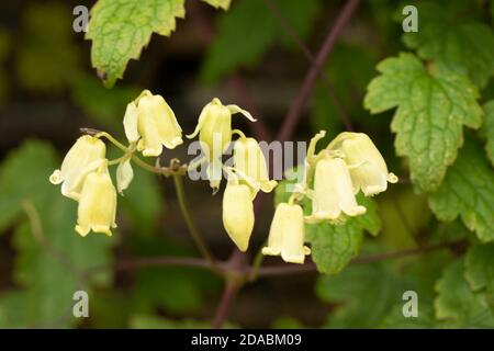 Clematis rehderiana, primo piano insolito ritratto naturale della pianta fiorente Foto Stock