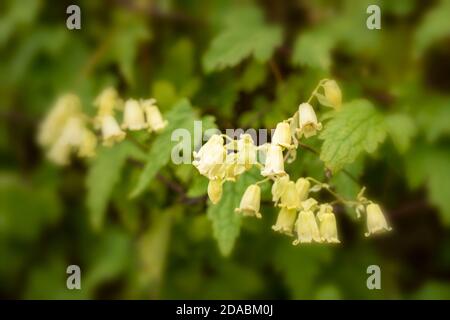 Clematis rehderiana, primo piano insolito ritratto naturale della pianta fiorente Foto Stock