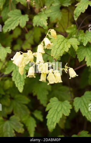 Clematis rehderiana, primo piano insolito ritratto naturale della pianta fiorente Foto Stock