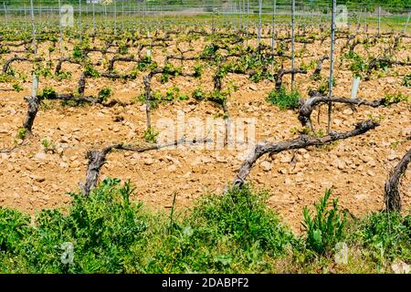 Vigneti fiorenti vicino Cacabelos. Modo francese, modo di San Giacomo. Cacabelos, El Bierzo, Leon, Castiglia e Leon, Spagna, Europa Foto Stock