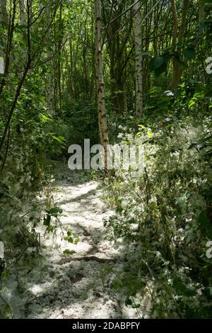 Stagionale semi bianchi soffici da alberi di Poplar femmina che coprono il Pavimento nel bosco della comunità di alberi di betulla d'Argento in estate Tempo in Inghilterra Foto Stock