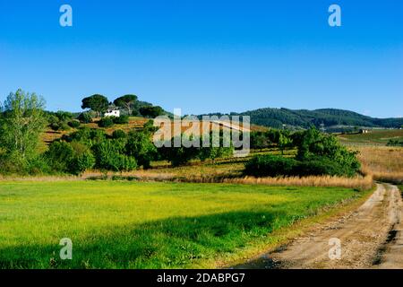 Vigneti fiorenti vicino Villafranca del Bierzo. Modo francese, modo di San Giacomo. Villafranca del Bierzo, El Bierzo, Leon, Castiglia e Leon, Spagna, Europa Foto Stock