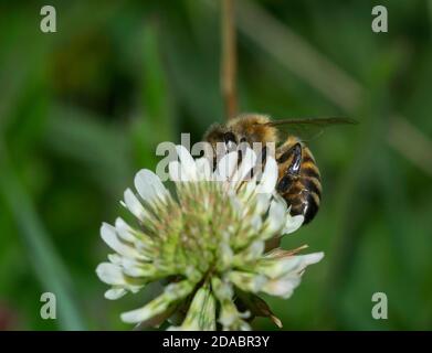 Primo piano di ape di miele che impollinano su un fiore di trifoglio sopra sfondo sfocato Foto Stock