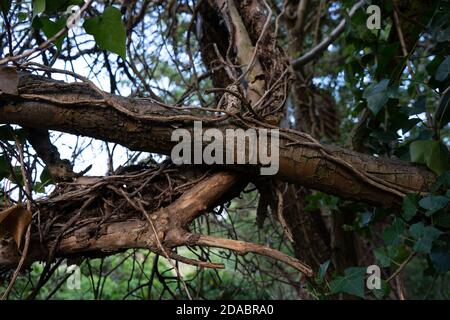 Bella vecchia corteccia con verdi foglie di Ivy verdeggianti che si avvolge intorno corteccia testurizzata e rami Foto Stock
