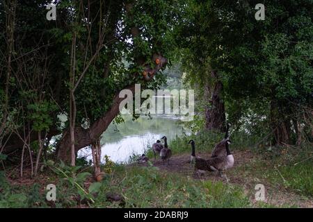 Gruppo di oche canadesi in piedi sul sentiero accanto al lago circondato da alberi Foto Stock