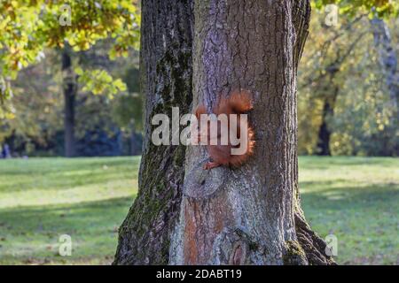 Scoiattolo su un albero nel Parco Lazienkowski chiamato anche Parco Lazienki - Terme reali, il più grande parco della città di Varsavia, Polonia Foto Stock