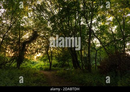 Luce magica attraverso gli alberi lungo il percorso al tramonto estate notte che splende attraverso foglie verdi lussureggianti. Bella atmosfera da favola da sogno Foto Stock