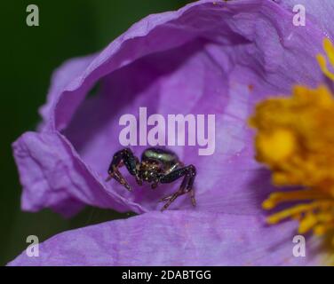 primo piano di un ragno piccolo in cerca di preda sul petali di una rosa Foto Stock