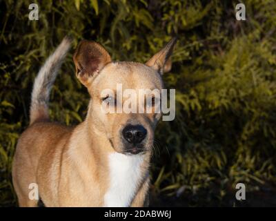 Cane su un percorso tra le montagne e gli alberi della Sierra Maestra intorno a la Gran Piedra a Santiago de Cuba, Cuba Foto Stock