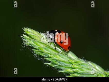 Primo piano di ladybird a sette punti su una foglia Foto Stock