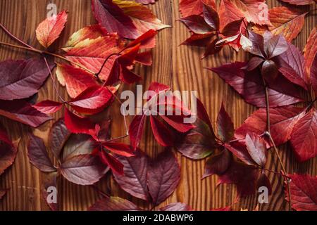 Composizione da foglie autunnali di uve selvatiche. Ancora vita da foglie d'autunno. Foto Stock