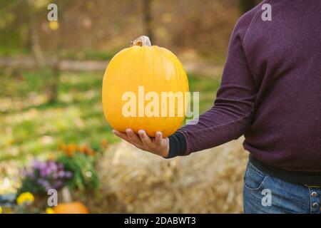 L'uomo tiene una zucca gialla in campo al tramonto nel periodo della vendemmia autunnale. Felice Ringraziamento e simbolo di Halloween. Spazio di copia. Foto Stock