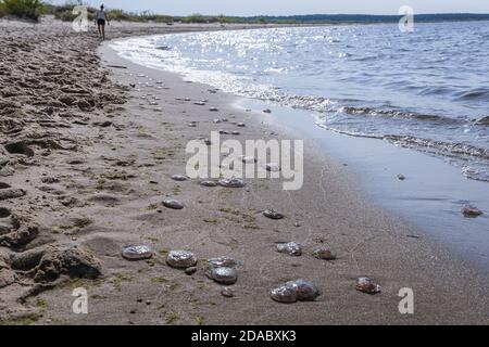 Meduse su una spiaggia dell'isola di Sobieszewo sopra la baia di Danzica nel Mar Baltico, Polonia Foto Stock