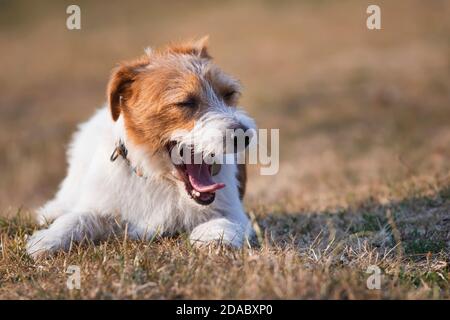 Divertente felice jack russell terrier cane animale domestico sorridente, ridendo, sbadigliando in erba Foto Stock