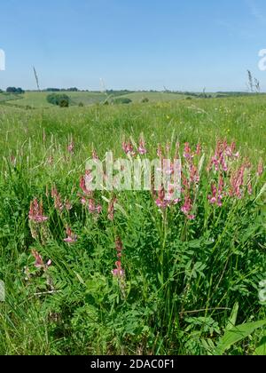 Sainfoin (Onobrychis viciifolia) fioritura su praterie di gesso, la collina grande di Cheverell, Pianura di Salisbury, Wiltshire, Regno Unito, maggio. Foto Stock