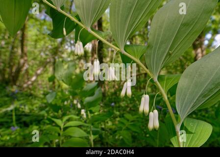 Il sigillo di Solomon (Polygonatum multiflorum) fiorì in un antico terreno boschivo, nel Wiltshire, Regno Unito, a maggio. Foto Stock