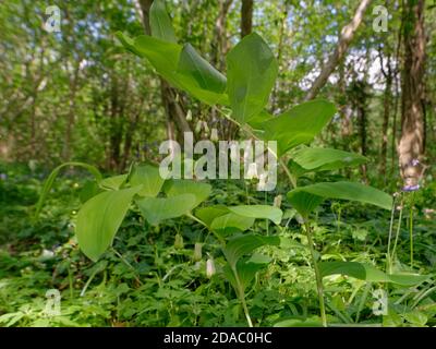 Il sigillo di Solomon (Polygonatum multiflorum) fiorì in un antico terreno boschivo, nel Wiltshire, Regno Unito, a maggio. Foto Stock