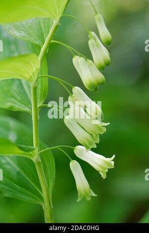 Il sigillo di Solomon (Polygonatum multiflorum) fiorì in un antico terreno boschivo, nel Wiltshire, Regno Unito, a maggio. Foto Stock