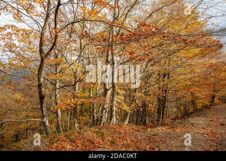 Foto d'autunno con faggi dalla montagna spagnola Montseny, vicino a Santa fe del Montseny, Catalogna Foto Stock