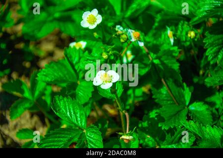 Fioritura di fragole piante. Fiori di fragola bianchi sfocati su cespuglio con foglie verdi. Messa a fuoco selettiva Foto Stock