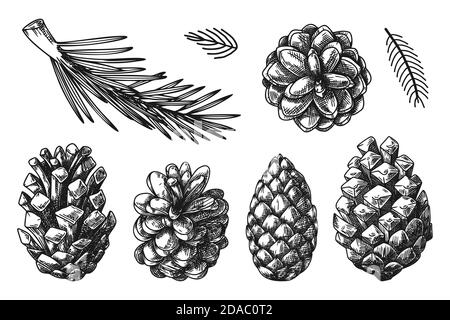 Coni e rami di diverse piante isolati su sfondo bianco. Schizzo, illustrazione disegnata a mano Illustrazione Vettoriale