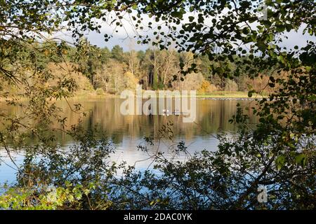 Riserva naturale dei laghi di Lackford, gestita dal Suffolk Wildlife Trust, - laghi e boschi nella campagna del Suffolk; Suffolk, East Anglia Inghilterra UK Foto Stock