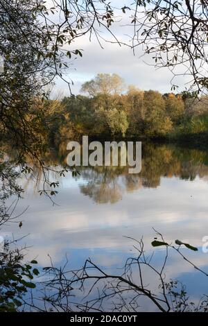 Riserva naturale dei laghi di Lackford, gestita dal Suffolk Wildlife Trust, - laghi e boschi nella campagna del Suffolk; Suffolk, East Anglia Inghilterra UK Foto Stock