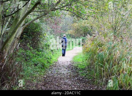 Donna che cammina lungo il sentiero del bosco britannico, vista posteriore, in autunno, laghi di Lackford, Suffolk East Anglia, campagna britannica Foto Stock