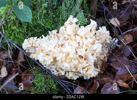 Il fungo del cavolfiore ( Sparassis crispa ), un fungo commestibile che cresce a Suffolk, Regno Unito. Conosciuto anche come Sparassis e fungo di cavolfiore. Foto Stock