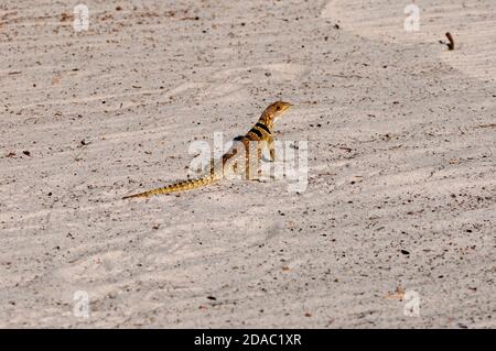 Iguana malgascia collata Foto Stock