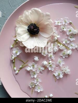 Piatto in PINC con fiore all'anemone e fiori di allio su tavola grigia. Vista dall'alto, stile piatto. Foto Stock
