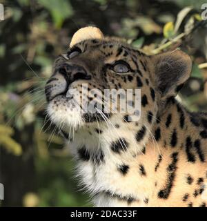 "leopardo di amur", "leopardo asiatico", "fauna selvatica", "conservazione", "specie protette", "occhi bellissimi", "guardando in alto", "concentrazione", "preda macchiata" Foto Stock