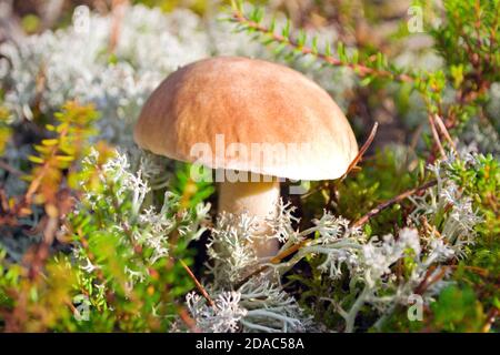 Un singolo penny bun anche cep, porcino o porcini (lat. Boletus edulis) funghi nella foresta di muschio al sole giorno d'autunno Foto Stock