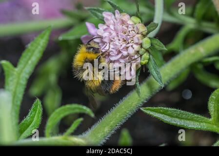 Bumblebee su scabious fiore Foto Stock