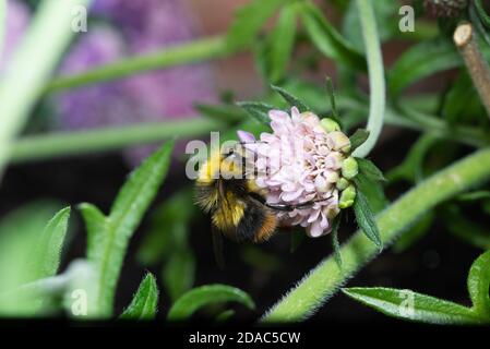 Bumblebee precoce su fiore scabioso Foto Stock